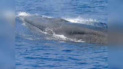 अभी-अभी मिला था अलग प्रजाति का दर्जा, Rices Whale मछली पहले ही करार विलुप्तप्राय, सामने हैं कई खतरे