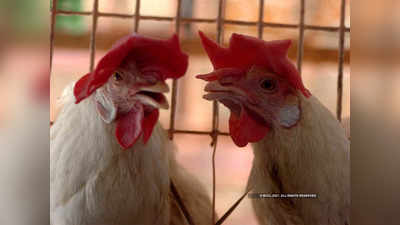 बर्ड फ्लू: राज्यात आतापर्यंत एकूण ७२ हजार कोंबड्या केल्या नष्ट