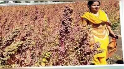 જામનગરના ખેડૂતોએ ઉગાડ્યું પોષક તત્વોથી ભરપૂર અમેરિકન ધાન્ય, સારી ઉપજની આશા