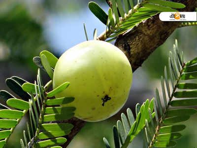 অতিরিক্ত সাদাস্রাবের সমস্যায় ওষুধ নয়, ভরসা রাখুন এই ঘরোয়া টোটকায়!