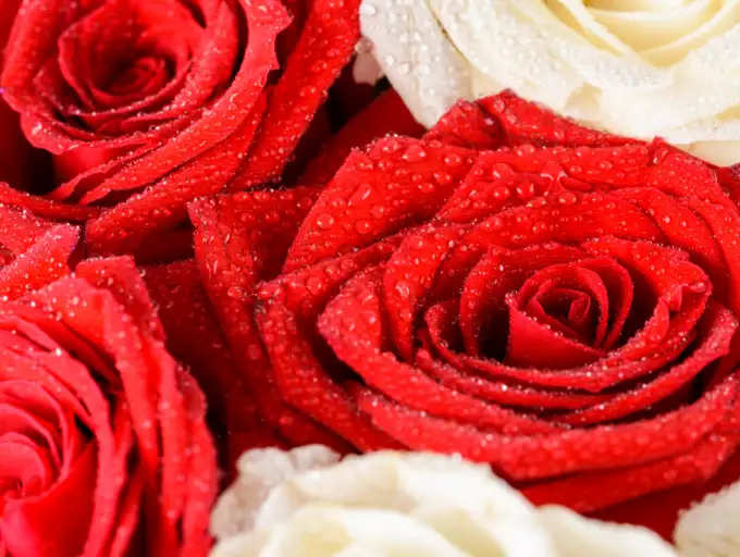​ದಿನ 1: ಗುಲಾಬಿ ದಿನ - ಫೆಬ್ರವರಿ 7 (Rose Day)