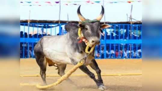 கரூரில் முதல்முறை... ஜெ. பிறந்தநாளுக்காக நடைபெறும் வடம் ஜல்லிக்கட்டு