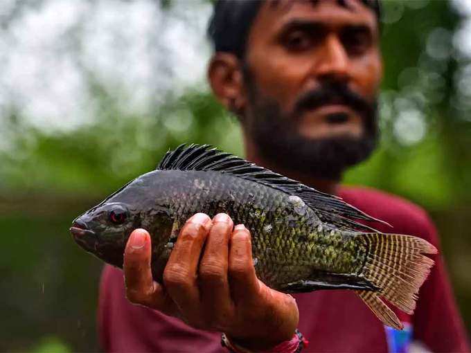 मछलियों के दाम में आ चुकी है भारी गिरावट