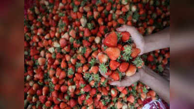 Strawberry: ब्रिटिश काल से बुंदेलखंड तक...भारत में स्ट्रॉबेरी की सफलता के पीछे है दिलचल्प ग्लोबल कहानी