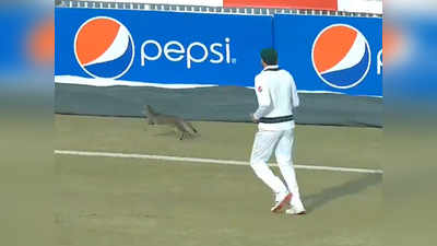 सामना सुरू असताना मांजरामागे पळत होता हा क्रिकेटपटू; पाहा व्हिडिओ