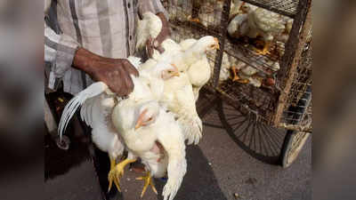 बर्ड फ्लू: नंदुरबारमध्ये मारल्या ८८ हजारांहून अधिक कोंबड्या