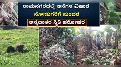 ಕೈಗೆ ಬಂದ ತುತ್ತು ಬಾಯಿಗೆ ಬರಲಿಲ್ಲ.. ಕಾಡಾನೆ ಕಾಟಕ್ಕೆ ಹೈರಾಣಾದ ರಾಮನಗರದ ಅನ್ನದಾತ