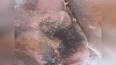 भीमबेटका की गुफाओं में मिला दुनिया के सबसे पुराने जानवर का जीवाश्म