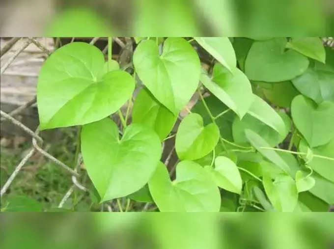 ​ಗುಡುಚಿ