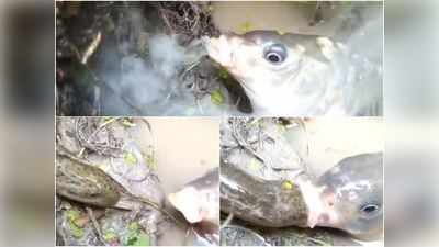 OMG! मछली ने मुंह से धुआं निकालकर कुछ ऐसा किया कि आपको यकीन नहीं होगा!