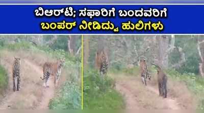 ವಿಡಿಯೋ: ಬಿಆರ್‌ಟಿ ಸಫಾರಿಗೆ ಬಂದವರು ಫುಲ್‌ ಖುಷ್‌..! ಒಂದೇ ಸಲಕ್ಕೆ 3 ಹುಲಿಗಳ ದರ್ಶನ..!