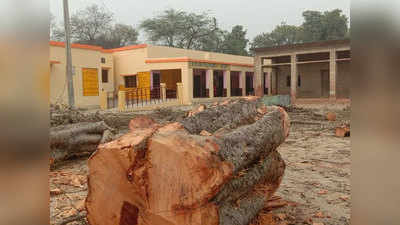 Barabanki News: सरकारी स्‍कूल में काटे गए 4 हरे पेड़, प्रधानाध्यापिका और वन अफसरों की मिलीभगत आई सामने