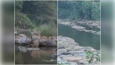 മഴ കിട്ടിയിട്ടും പുഴകള്‍ മെലിഞ്ഞു തുടങ്ങി; കുടിവെള്ളക്ഷാമം രൂക്ഷമായേക്കുമെന്ന് ആശങ്ക, വീഡിയോ