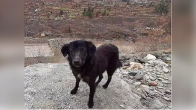Uttarakhand Glacier Burst News: तेरे जैसा यार कहां... सुरंग के पास कुत्ता कर रहा लापता मालिक का इंतजार