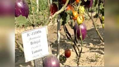 Varanasi News: काशी के कृषि वैज्ञानिकों का कमाल, एक ही पौधे पर उगाए टमाटर के साथ आलू और बैंगन
