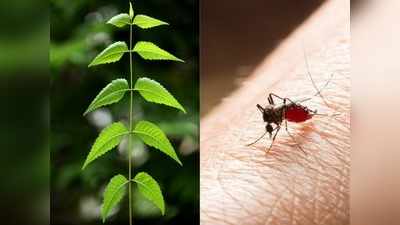 क्या नीम की पत्तियों से सच में ठीक हो जाता है डेंगू का बुखार? न करें आंख मूंदकर भरोसा