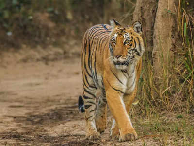 আকাশপথে আনা হতে পারে বক্সার বাঘ