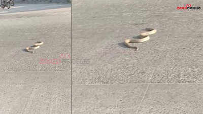 कर्नाटक में जब बीच सड़क सामने आ गया कोबरा, देखिए फिर आगे क्या हुआ?