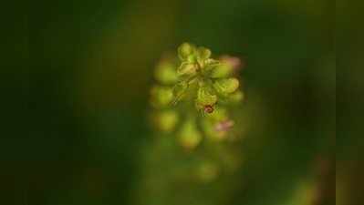 ತುಳಸಿಯನ್ನು ನೆಲದಲ್ಲಿ ನೆಟ್ಟರೆ ತಪ್ಪಿದ್ದಲ್ಲ ಅನಾರೋಗ್ಯ..! ತುಳಸಿಯನ್ನು ಹೀಗೆ ನೆಡಿ