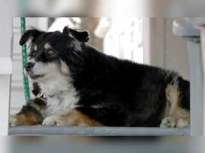 નસીબઃ 8 વર્ષનો કૂતરો બની ગયો 36 કરોડનો માલિક