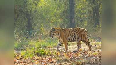 मचान पर चढ़ने से पहले आ गया टाइगर, दंपति पर हमला कर मार डाला, बेतिया में आदमखोर बाघ का कहर