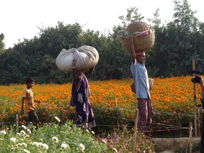 পুজোর আগে ফুলের বাহার