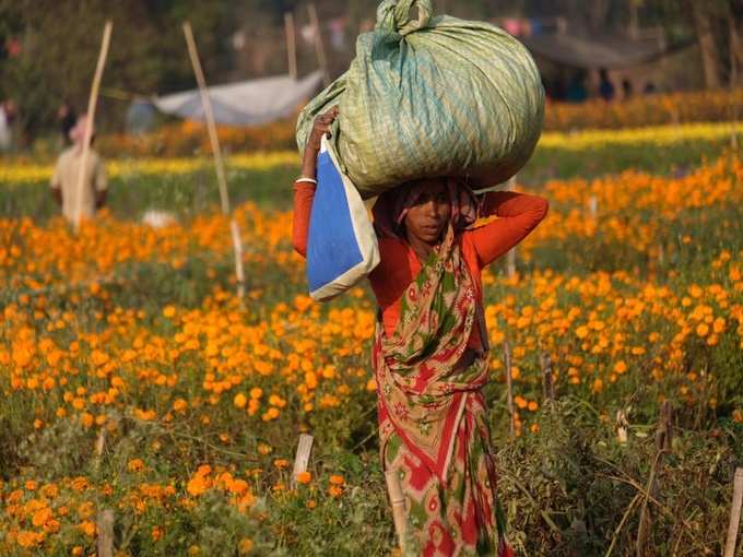 পুজোর আগে ফুলের বাহার