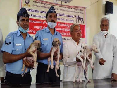 ಸೇನೆ ಬಳಿಕ ಭಾರತೀಯ ವಾಯುಸೇನೆಗೂ ಕಾಲಿಟ್ಟ ಮುಧೋಳ ನಾಯಿಗಳು..!