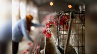 Badaun News: बदायूं में मिला बर्ड फ्लू का पहला मामला, सभी तरह के मांस की बिक्री पर रोक
