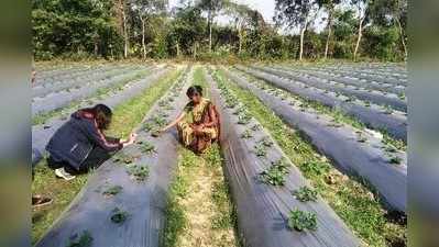 Chaibasa News: स्ट्रॉबेरी की खेती से अपनी आमदनी बढ़ा रहीं ये पांच आदिवासी महिलाएं, सूक्ष्म टपक सिंचाई परियोजना से करती हैं खेती