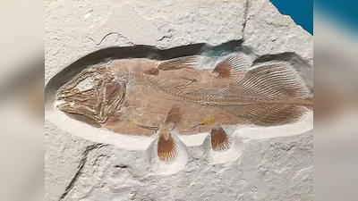 अचानक से मिली 6 करोड़ साल पुरानी विशाल मछली, जीवाश्‍म विज्ञानियों के उड़े होश
