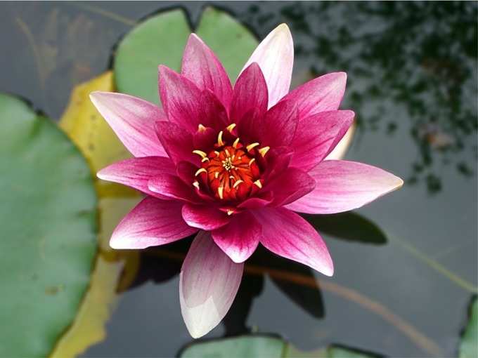 कमल (Lotus)
