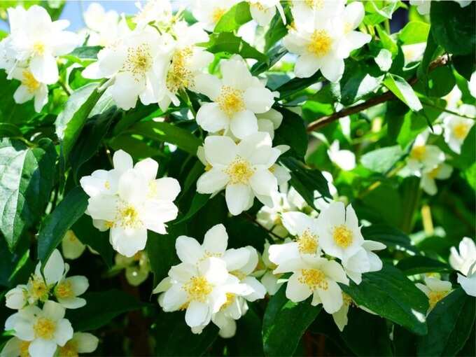 चमेली (Jasmine)