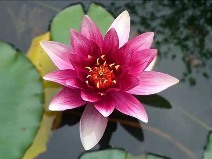 कमळ (Lotus)