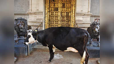 UGC ने कहा, गाय पर एग्जाम में हिस्सा लें छात्र