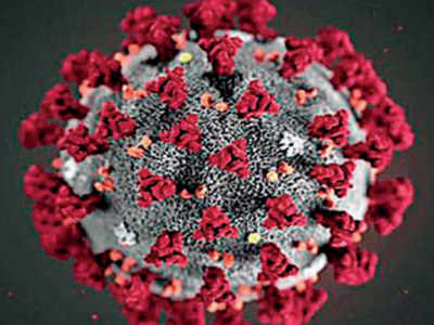 Coronavirus updates  वटवाघळांतून नव्हे तर या प्राण्यांमधून करोनाचा संसर्ग; WHO च्या चौकशी पथकाचे संकेत