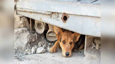 पश्चिम बंगालः तीन दिन में 200 से ज्यादा कुत्तों की मौत से हड़कंप, जांच के लिए भेजे गए नमूने