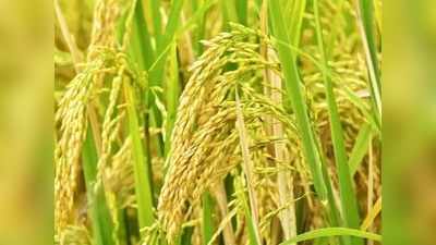 Uttar Pradesh News: अनाज उत्पादन में यूपी ने बनाया रेकॉर्ड... चावल, मोटे अनाज, दलहन की पैदावार भी बढ़ी