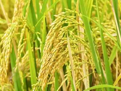 Uttar Pradesh News: अनाज उत्पादन में यूपी ने बनाया रेकॉर्ड... चावल, मोटे अनाज, दलहन की पैदावार भी बढ़ी