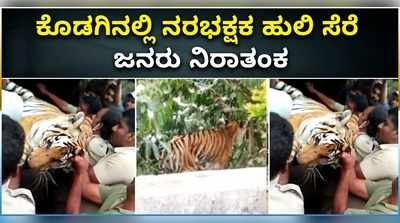 ವಿಡಿಯೋ: ಕೊಡಗಿನಲ್ಲಿ ನರಭಕ್ಷಕ ಹುಲಿ ಸೆರೆ; ಜನರು ನಿರಾತಂಕ