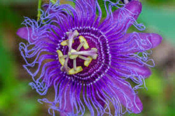 ​ಜುಮಕಿ ಹೂವು (Passion flower)