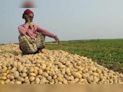 ಆಲೂಗಡ್ಡೆ ಬೆಲೆ ದಿಢೀರ್‌ ಕುಸಿತ! ಬೆಳೆ ಬಿಕರಿಯಾಗದೆ ರೈತ ಕಂಗಾಲು