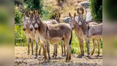 ఆంధ్రాలో గాడిదలు మిస్సింగ్: షాకింగ్ కారణం.. ఆ పవర్ పెరుగుతుందట!