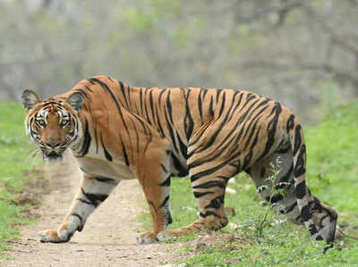 आवास में कमी के कारण अपने ही समूह के साथ प्रजनन को बाध्य हो रहे हैं भारतीय बाघ, जैविक विविधता को खतरा
