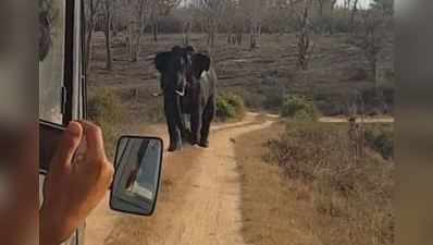 Video: ભયંકર ત્રાડ નાખી બસ પાછળ ધસમસતો આવ્યો હાથી, અદ્ધર થયા ટૂરિસ્ટ્સના જીવ