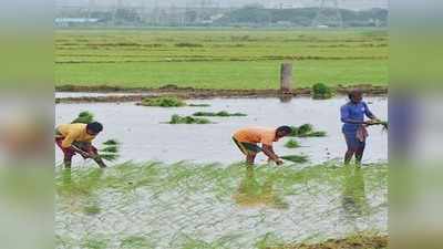 15 ವರುಷದ ಬಳಿಕ ಭದ್ರಾ ಕೊನೆ ಭಾಗಕ್ಕೆ ನೀರು, ಮಲೆಬೆನ್ನೂರು ಅಚ್ಚುಕಟ್ಟಿನಲ್ಲಿ ಸಂಭ್ರಮ!