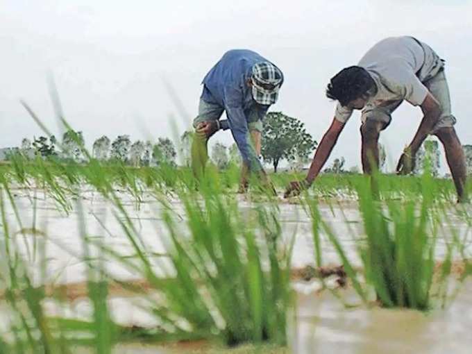 ​ಭತ್ತ ಸಸಿಗೆ ಡಿಮ್ಯಾಂಡ್‌!