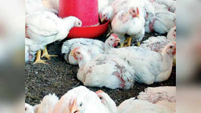 राज्यात बर्ड फ्लूमुळे सात लाख कोंबड्या नष्ट
