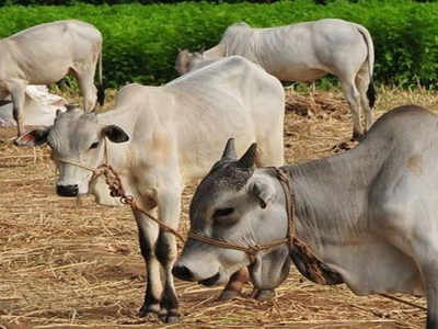 ५ लाख विद्यार्थी नोंदणी, UGC चे समर्थन; मग का स्थगित झाली गो विज्ञान परीक्षा?