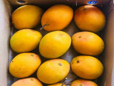 Alphonso Mango हापूस आंब्याची युरोपवारी ; लंडनमध्ये एक डझनला हापूसला मिळाला विक्रमी भाव!